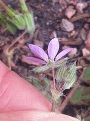 Erodium cicutarium