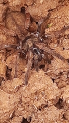 Acanthogonatus
