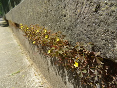 Oxalis corniculata repens