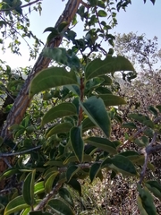 Strychnos cocculoides