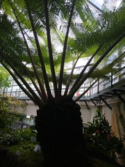 Alsophila spinulosa
