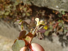 Oxalis corniculata repens