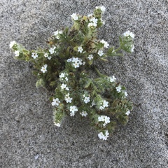 Cryptantha leiocarpa