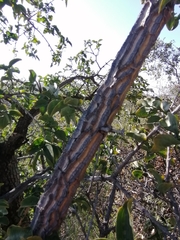 Strychnos cocculoides