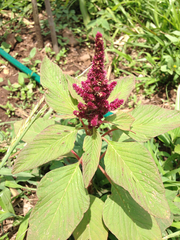 Amaranthus hypochondriacus