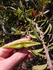 Secamone gerrardii