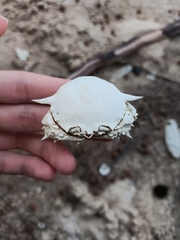 Matuta