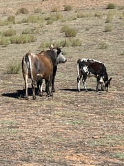 Bos indicus × taurus