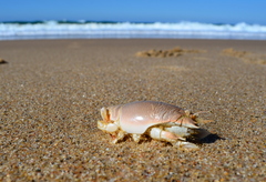 Emerita austroafricana