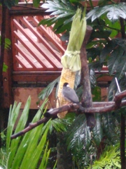 Padda