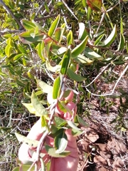 Secamone gerrardii