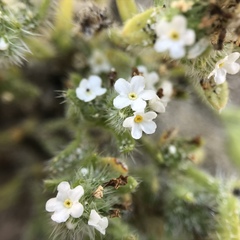 Cryptantha leiocarpa