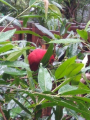 Rhodinocichla rosea
