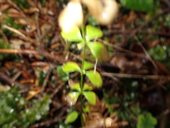 Galium rotundifolium