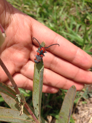 Tetraopes umbonatus