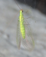 Mallada basalis