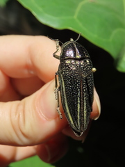 Amblysterna natalensis