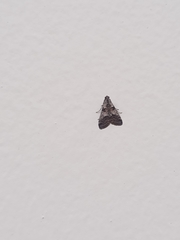 Pyralidae