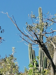 Cereus jamacaru