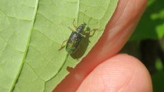 Polydrusus formosus