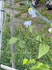 Psophocarpus tetragonolobus