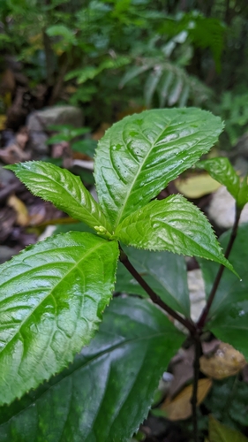 Chloranthus henryi, photograph 3