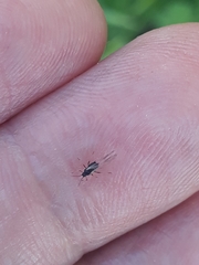 Aphis fabae