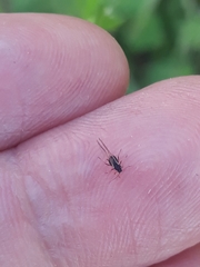 Aphis fabae