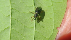 Polydrusus formosus