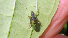 Polydrusus formosus
