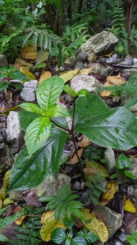Chloranthus henryi, photograph 4