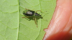 Polydrusus formosus