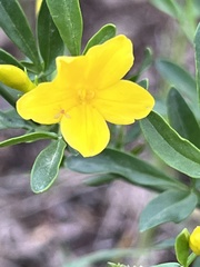 Chrysojasminum