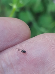 Aphis fabae