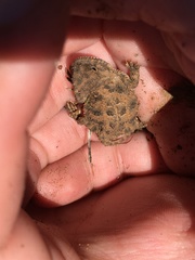 Phrynosoma