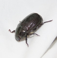 Anomala antiqua