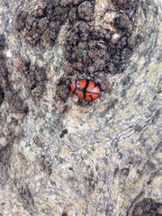 Ogdoecosta biannularis