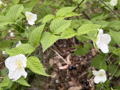 Rhodotypos