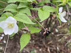 Rhodotypos