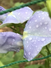 Psophocarpus tetragonolobus