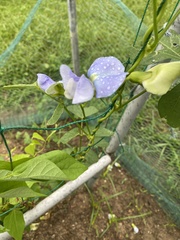 Psophocarpus tetragonolobus