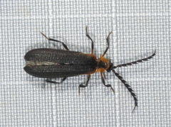 Leptoceletes basalis