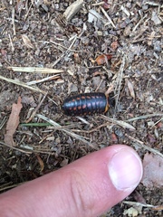 Glomeridae
