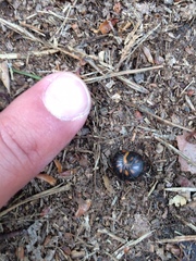 Glomeridae