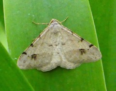 Frederickia maricopa