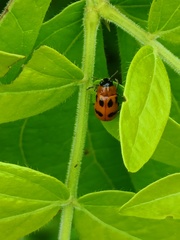 Coptocephala pallens