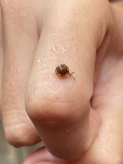 Kaliella depressa