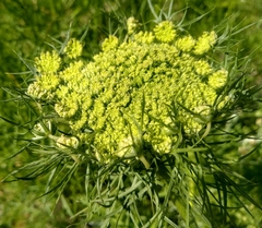 Daucus