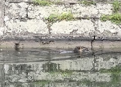 Myocastor coypus