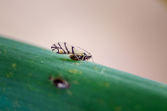 Neotoxoptera formosana